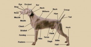 The Weimaraner – UK Breed Standard | Hunting Weimaraner