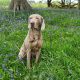 Health Tested Weimaraner Stud Dog Available