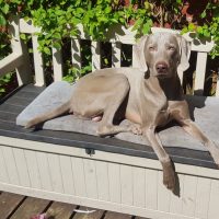 Proven Health Tested Weimaraner Stud Dog Available